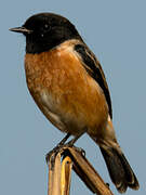 Siberian Stonechat