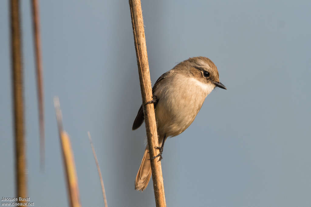 Grey Bush Chat female adult, identification, pigmentation