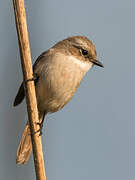 Grey Bush Chat