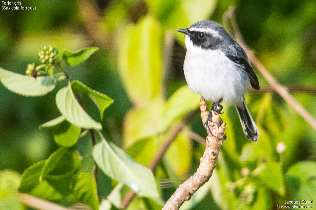 Grey Bush Chat male adult breeding, identification, aspect, pigmentation