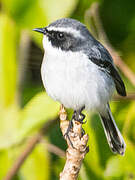 Grey Bush Chat