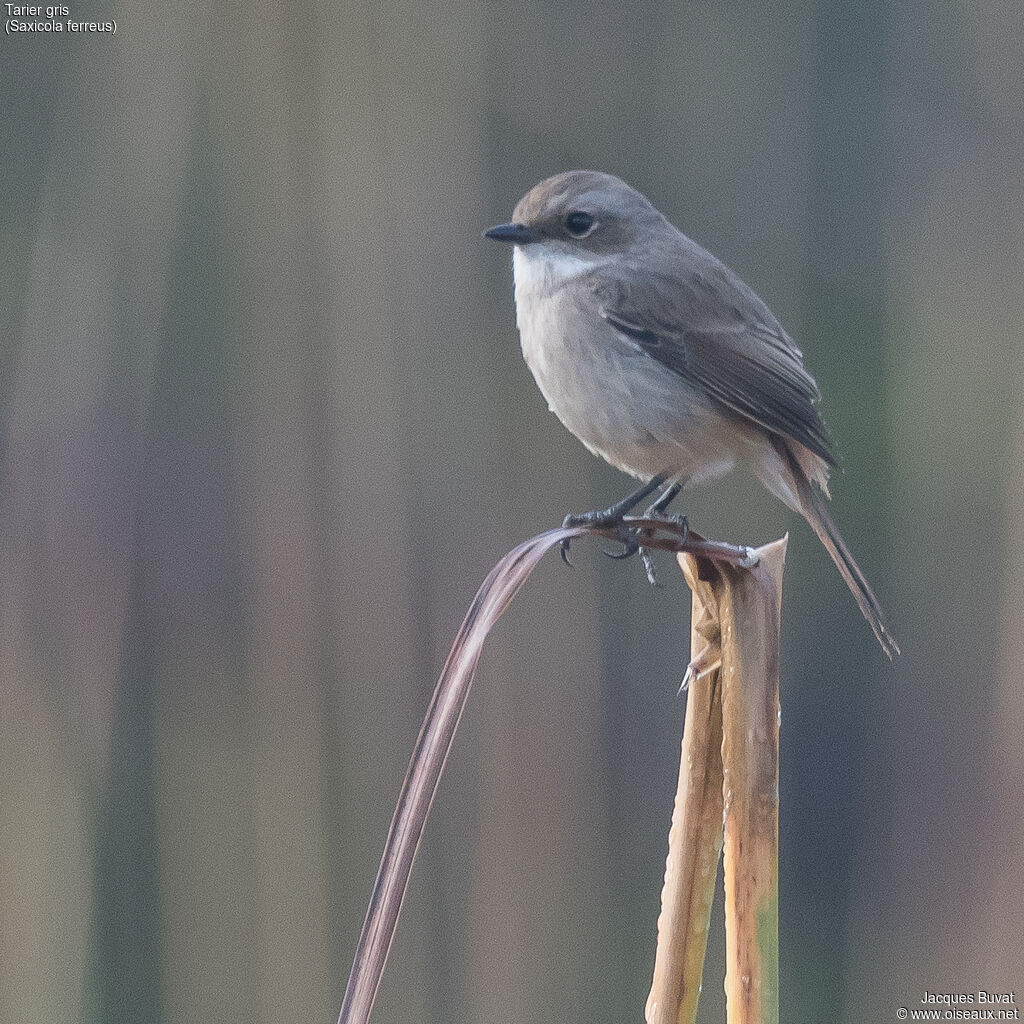 Tarier gris femelle adulte, identification, composition, pigmentation