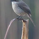 Tarier gris
