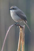 Grey Bush Chat