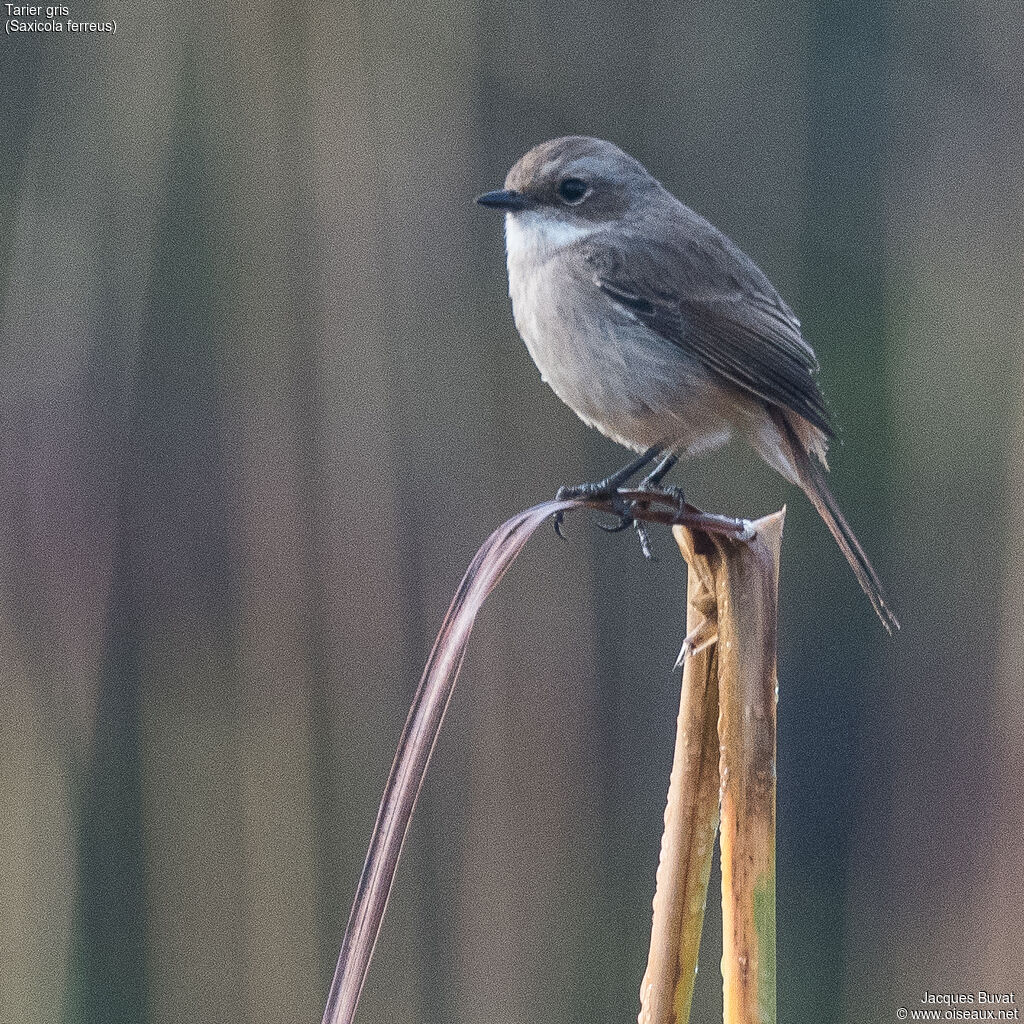 Grey Bush Chat female adult, identification, aspect, pigmentation