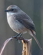 Grey Bush Chat