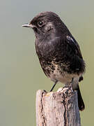 Pied Bush Chat