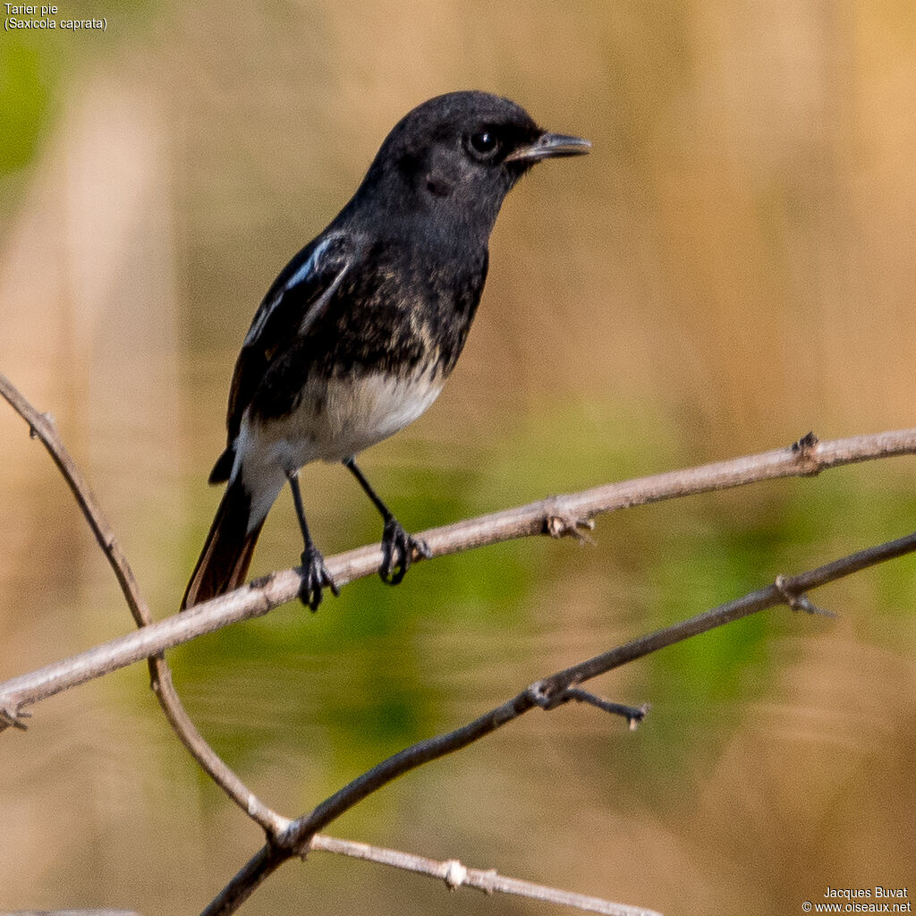 Pied Bush Chat male adult breeding, close-up portrait, aspect, pigmentation