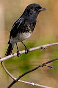 Pied Bush Chat