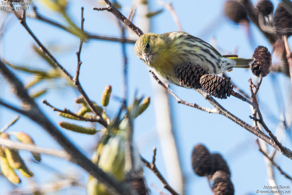 Eurasian Siskin female adult