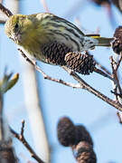 Eurasian Siskin