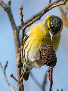 Eurasian Siskin