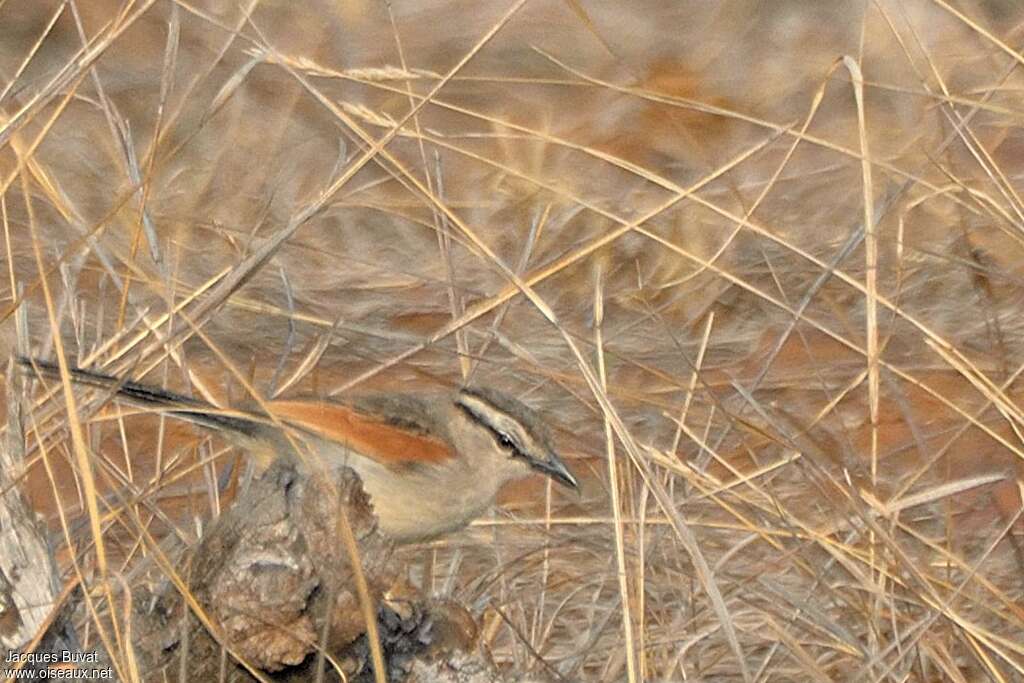 Brown-crowned Tchagraadult, camouflage, pigmentation