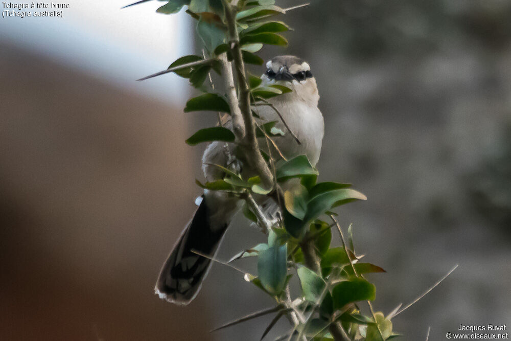 Brown-crowned Tchagraadult