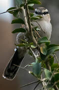 Brown-crowned Tchagra