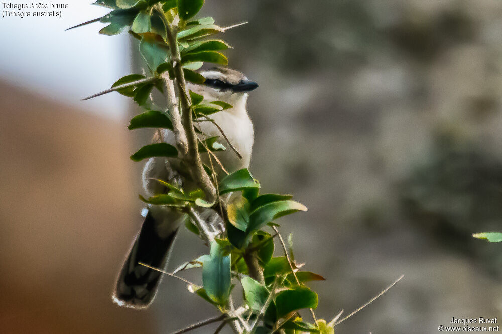 Brown-crowned Tchagra