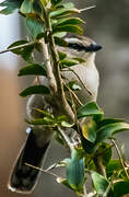 Brown-crowned Tchagra