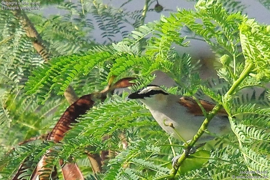 Black-crowned Tchagraadult