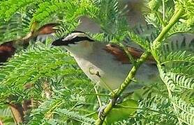 Black-crowned Tchagra