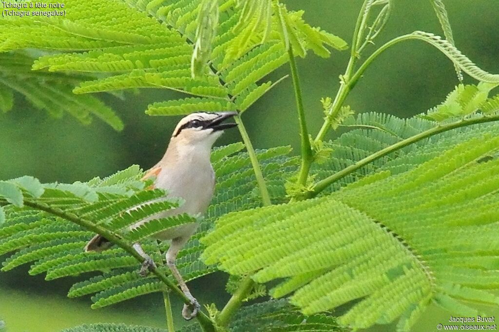 Black-crowned Tchagra male adult