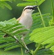 Black-crowned Tchagra