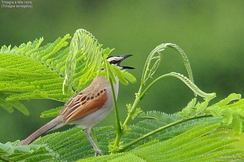 Black-crowned Tchagra male adult