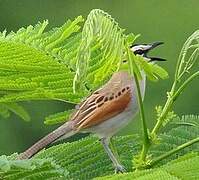 Black-crowned Tchagra