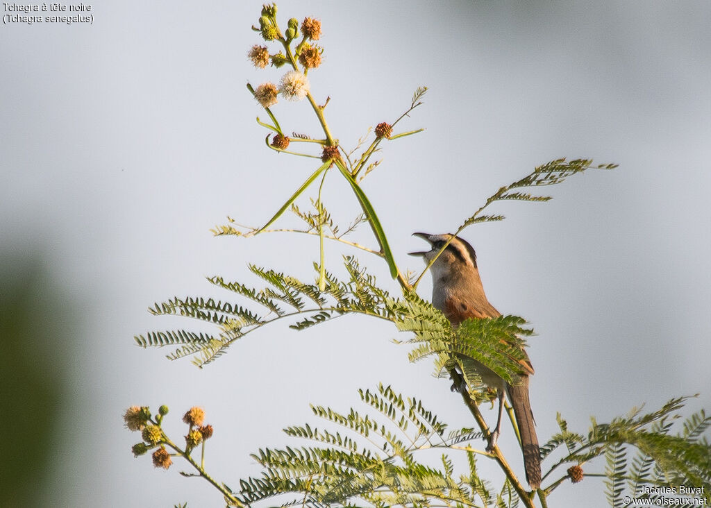 Black-crowned Tchagraadult