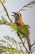 Black-crowned Tchagra