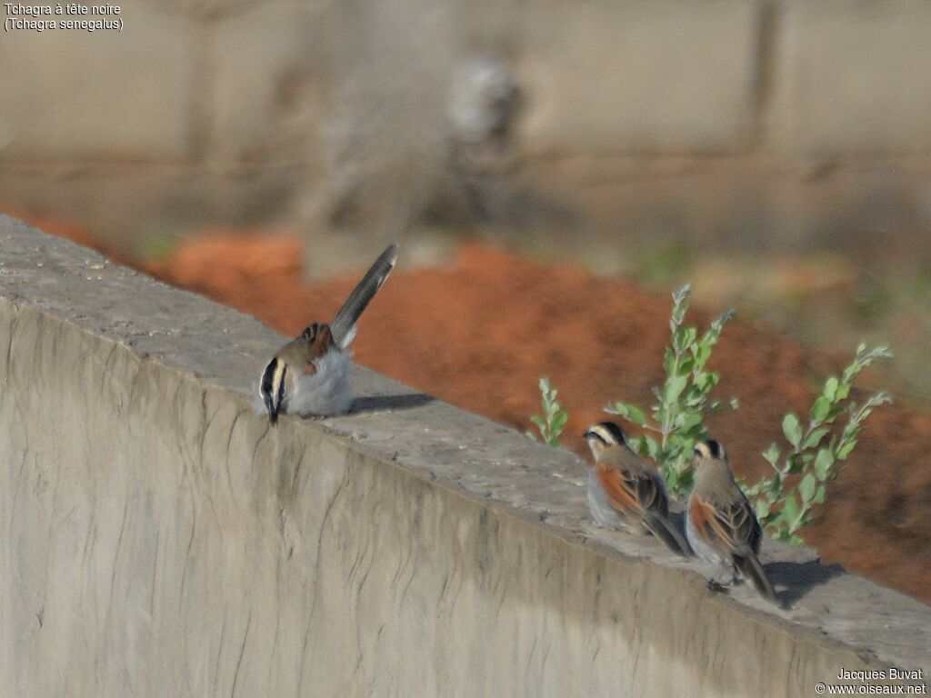 Black-crowned Tchagraadult breeding, aspect, pigmentation, courting display