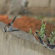 Black-crowned Tchagra