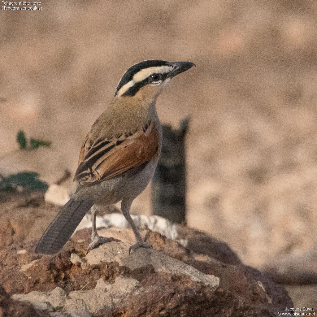 Black-crowned Tchagraadult, close-up portrait, aspect, pigmentation