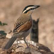 Black-crowned Tchagra