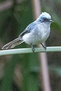 White-tailed Blue Flycatcher