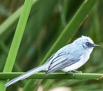 White-tailed Blue Flycatcher