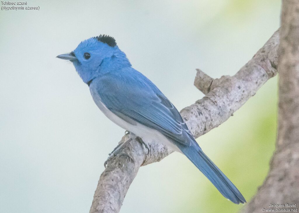 Black-naped Monarch male adult, identification, aspect, pigmentation