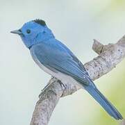 Black-naped Monarch