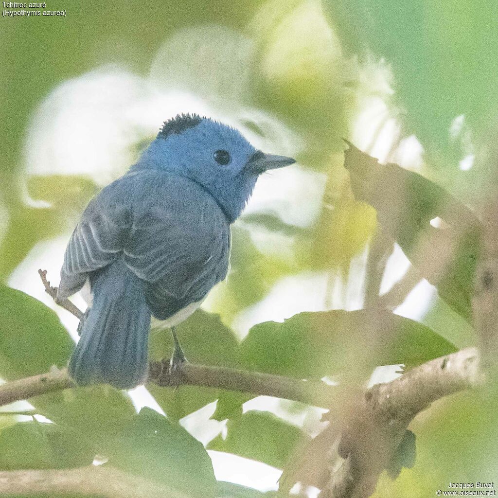 Black-naped Monarch male, close-up portrait