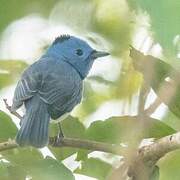 Black-naped Monarch