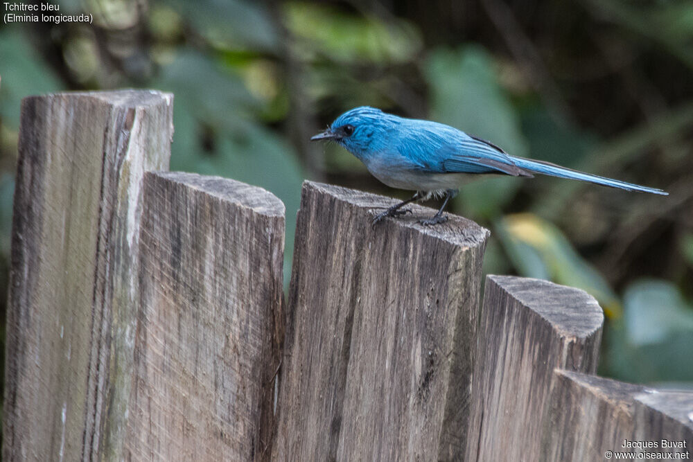 African Blue Flycatcheradult