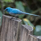 Tchitrec bleu
