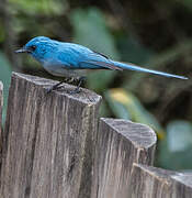 African Blue Flycatcher