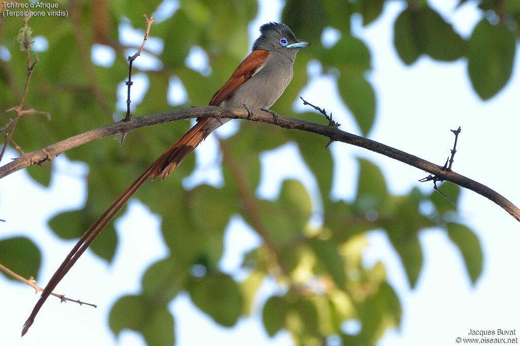 African Paradise Flycatcher male adult