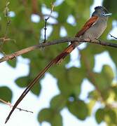 African Paradise Flycatcher