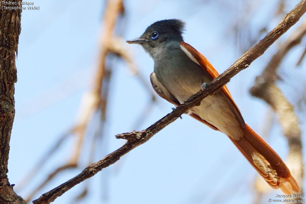 African Paradise Flycatcher female adult