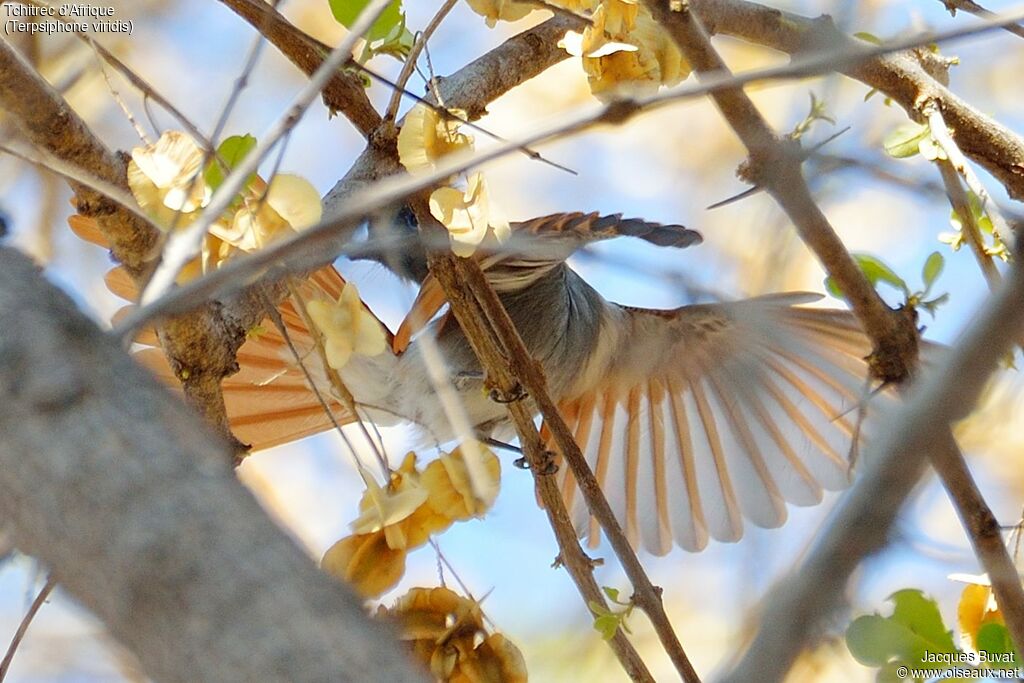 African Paradise Flycatcher