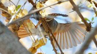 African Paradise Flycatcher