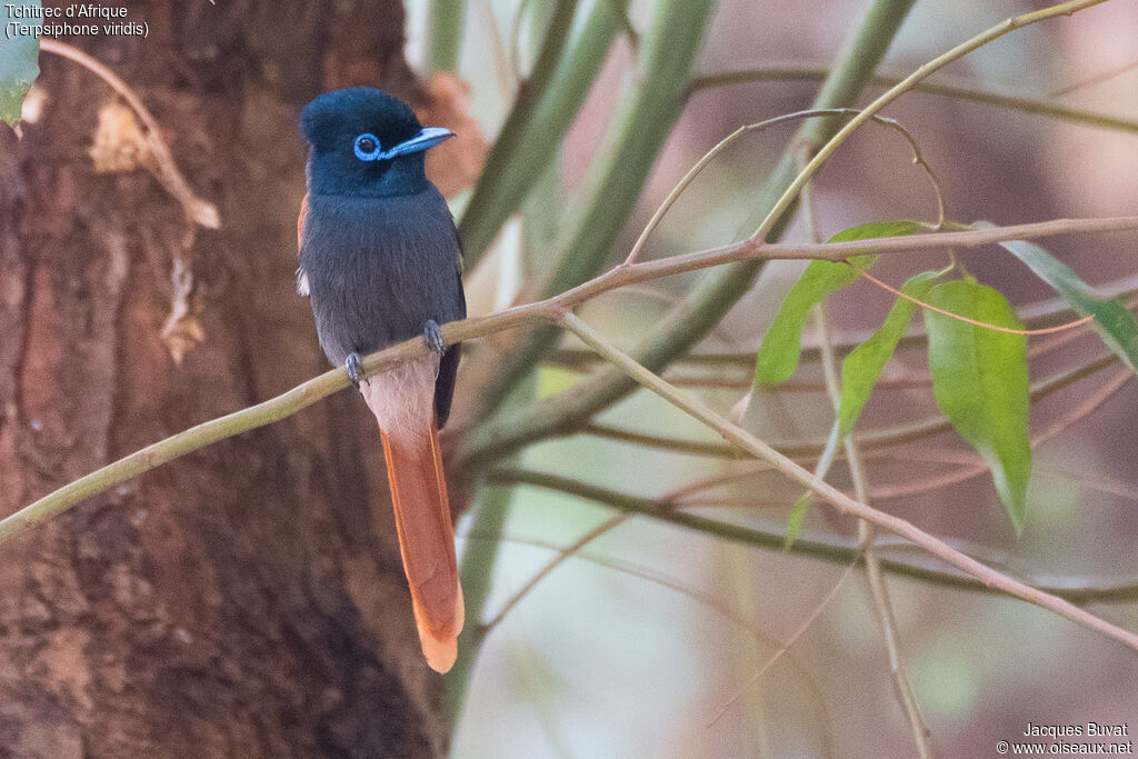 African Paradise Flycatcher female adult breeding