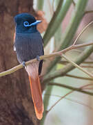 African Paradise Flycatcher