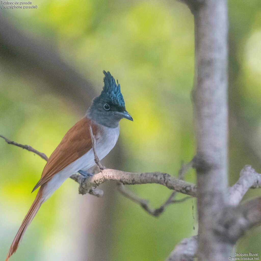 Indian Paradise Flycatcher female adult, identification, aspect, pigmentation